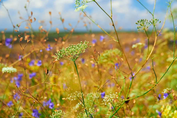 Piękny Letni Krajobraz Żółtymi Dzikimi Kwiatami — Zdjęcie stockowe