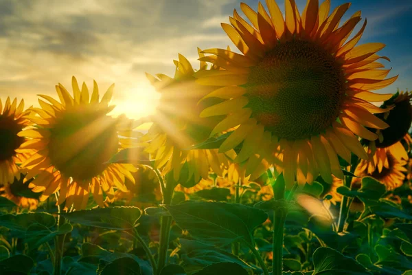 Sonnenblume Helles Feld Mit Gelben Blumen Schöne Sommerlandschaft Sonnenuntergang — Stockfoto