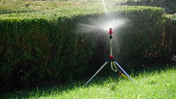 スプリンクラーは美しい緑の芝生と茂みに水を噴霧し 夏の街の明るい風景公園 — ストック動画