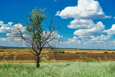 Çimenli ve kuru ağaçlı güzel yaz manzarası