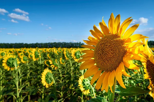 Girassol Campo Brilhante Com Flores Amarelas Bela Paisagem Verão Pôr — Fotografia de Stock