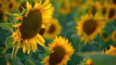 Parlak ayçiçeği tarlası, güzel bir manzara ve gün batımı