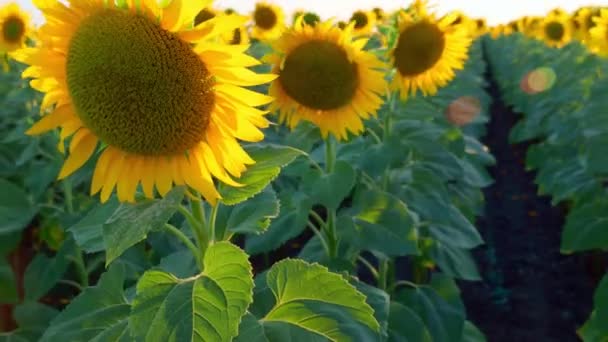 Helles Sonnenblumenfeld Eine Wunderschöne Landschaft Und Sonnenuntergang — Stockvideo