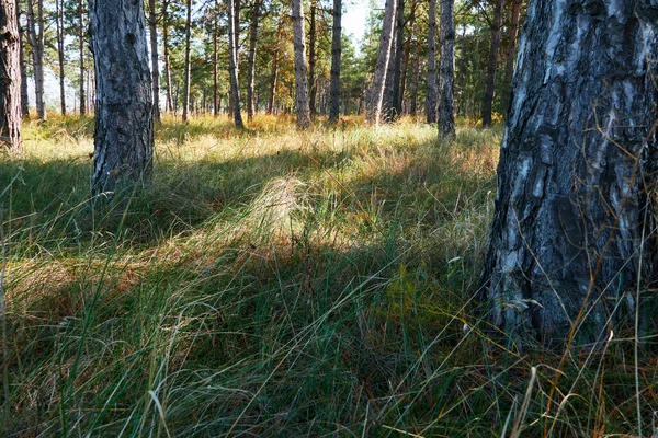Les Jasného Dne Krásná Podzimní Krajina Divoká Zvěř — Stock fotografie