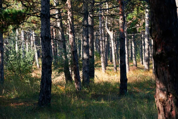 Лес Яркий День Красивый Осенний Пейзаж Дикая Природа — стоковое фото