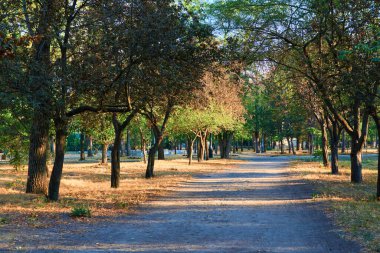 Doğa, şehir parkında sabah erken saatlerde, parlak güneş ışığı ve uzun ağaçlar.