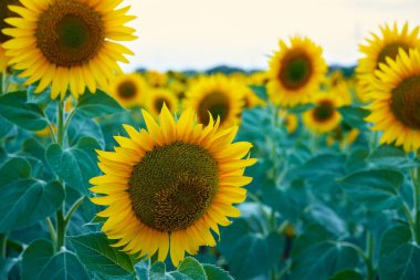Ayçiçeği tarlası, güzel bir yaz günü manzarası.