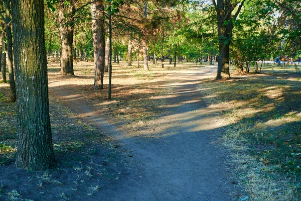 Natur Wanderweg Stadtpark Frühen Morgen Helles Sonnenlicht Und Lange Schatten — Stockfoto