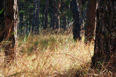 Aydınlık bir günde orman - güzel sonbahar manzarası ve vahşi yaşam