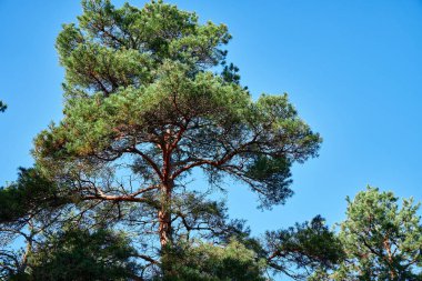Aydınlık bir günde orman - güzel sonbahar manzarası ve vahşi yaşam