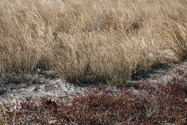 Sonbahar Mevsiminde Arka Plan Olarak Vahşi Kuru Çimenler Parlak Manzara — Stok fotoğraf