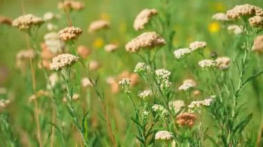 Çimen ve kır çiçekleriyle güzel bir yaz manzarası