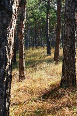 Aydınlık bir günde orman - güzel sonbahar manzarası ve vahşi yaşam