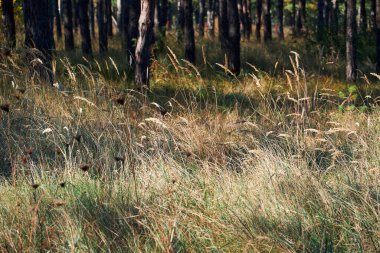 Aydınlık bir günde orman - güzel sonbahar manzarası ve vahşi yaşam