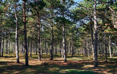 Aydınlık bir günde orman - güzel sonbahar manzarası ve vahşi yaşam