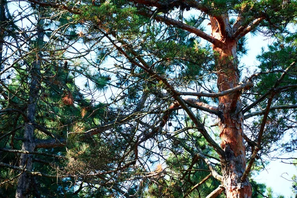 Floresta Dia Brilhante Bela Paisagem Outono Vida Selvagem — Fotografia de Stock