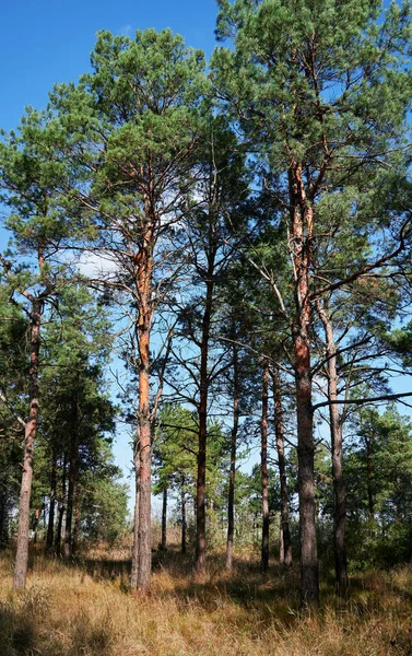 Bosque Día Brillante Hermoso Paisaje Otoñal Vida Silvestre — Foto de Stock