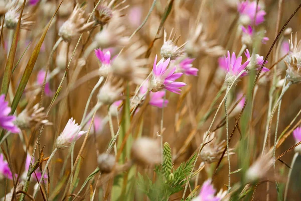 ピンクの野生の花と美しい夏の風景 — ストック写真