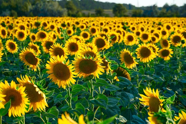 Girasol Campo Brillante Con Flores Amarillas Hermoso Paisaje Verano Puesta — Foto de Stock