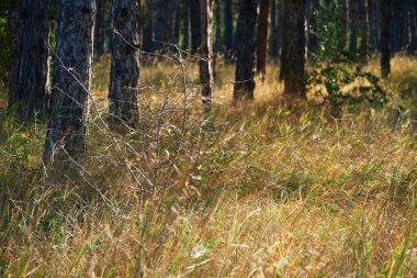 Aydınlık bir günde orman - güzel sonbahar manzarası ve vahşi yaşam