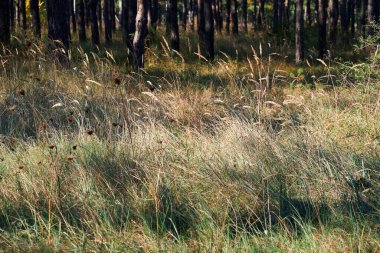 Aydınlık bir günde orman - güzel sonbahar manzarası ve vahşi yaşam