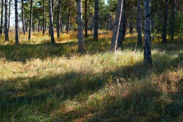 Forêt Par Jour Lumineux Beau Paysage Automne Faune — Photo