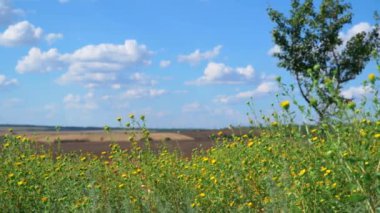 Çimen ve kır çiçekleriyle güzel bir yaz manzarası