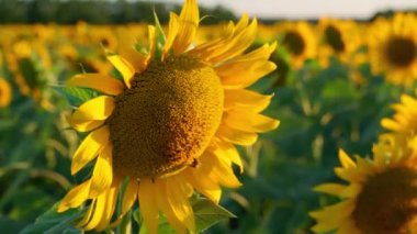 Parlak ayçiçeği tarlası, güzel bir manzara ve gün batımı