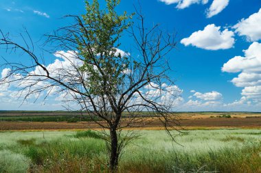 Çimenli ve kuru ağaçlı güzel yaz manzarası