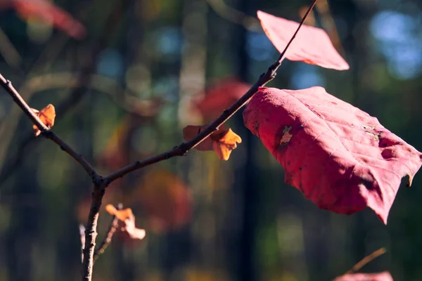 Forest Bright Day Leaves Closeup Beautiful Autumn Landscape Wildlife — Stock Photo, Image