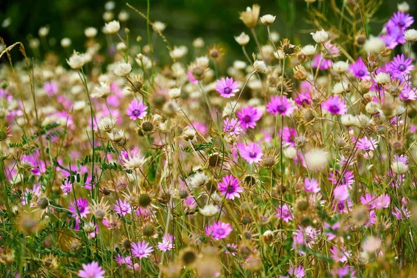 Vackert Sommarlandskap Med Rosa Vilda Blommor — Stockfoto