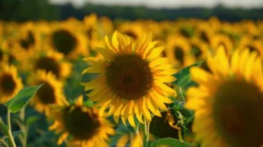 Parlak ayçiçeği tarlası, güzel bir manzara ve gün batımı