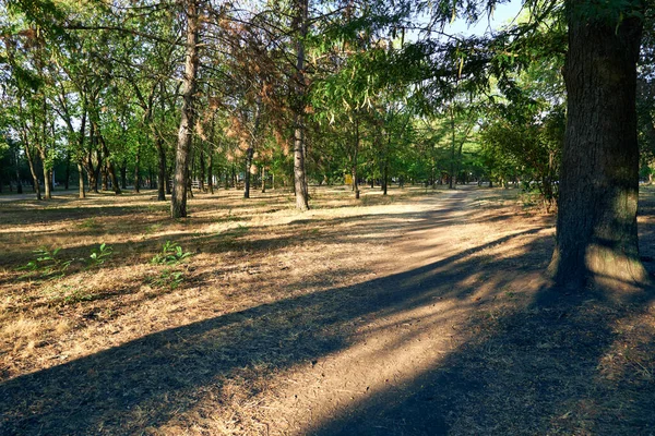 Naturaleza Sendero Ciudad Parque Temprano Mañana Luz Del Sol Brillante — Foto de Stock