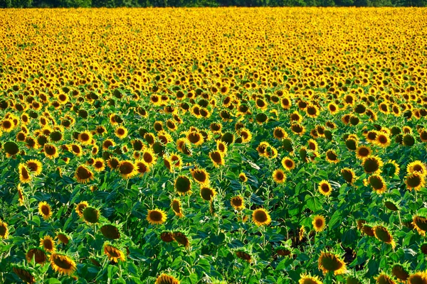 Słonecznik Jasne Pole Żółtymi Kwiatami Piękny Letni Krajobraz — Zdjęcie stockowe