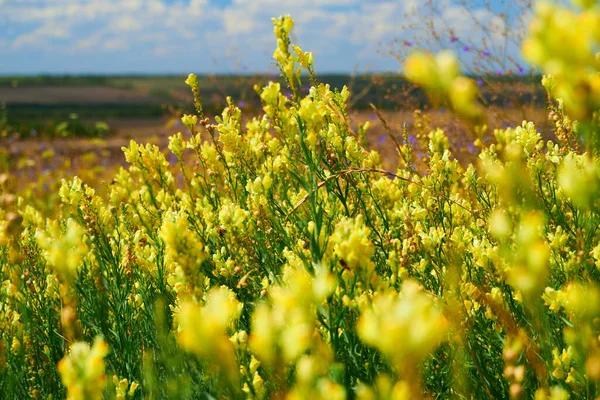 Bellissimo Paesaggio Estivo Con Fiori Selvatici Gialli — Foto Stock