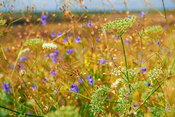 黄色の野生の花と美しい夏の風景 — ストック写真