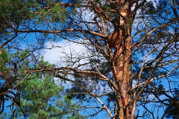 Aydınlık bir günde orman - güzel sonbahar manzarası ve vahşi yaşam