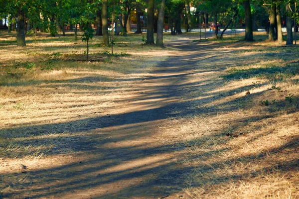 Doğa, şehir parkında sabah erken saatlerde, parlak güneş ışığı ve uzun ağaçlar.