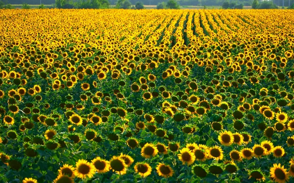 Sunflower Bright Field Yellow Flowers Beautiful Summer Landscape — Stock Photo, Image