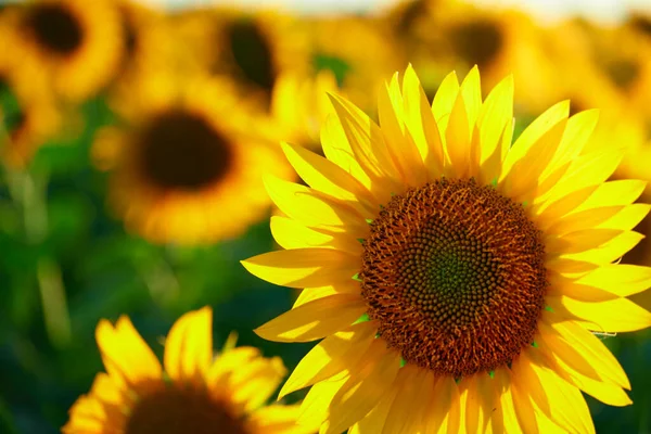 Ayçiçeği, sarı çiçekli parlak tarla, güzel yaz manzarası