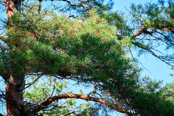 Floresta Dia Brilhante Bela Paisagem Outono Vida Selvagem — Fotografia de Stock