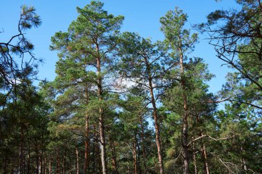 Aydınlık bir günde orman - güzel sonbahar manzarası ve vahşi yaşam