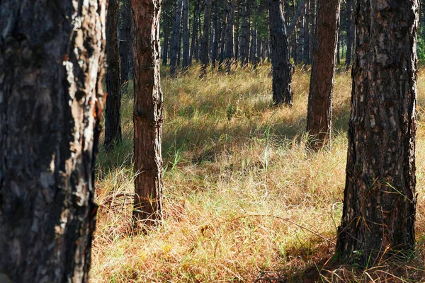 Forêt Par Jour Lumineux Beau Paysage Automne Faune — Photo