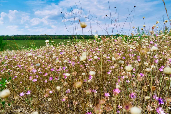 Hermoso Paisaje Verano Con Flores Silvestres Color Rosa — Foto de Stock