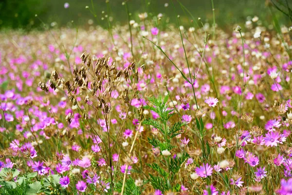 Piękny Letni Krajobraz Różowymi Dzikimi Kwiatami — Zdjęcie stockowe