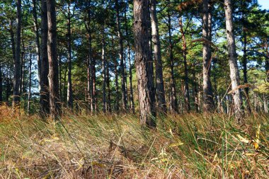 Aydınlık bir günde orman - güzel sonbahar manzarası ve vahşi yaşam
