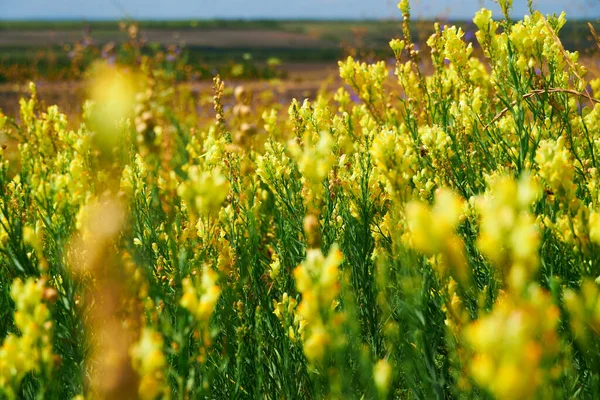 Hermoso Paisaje Verano Con Flores Silvestres Amarillas —  Fotos de Stock