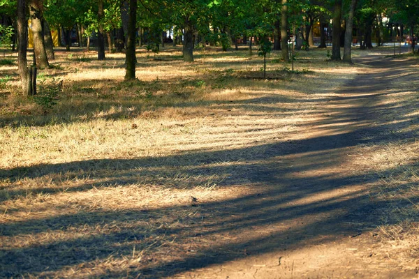 Natura Szlak Parku Miejskim Wcześnie Rano Jasne Światło Słoneczne Długie — Zdjęcie stockowe