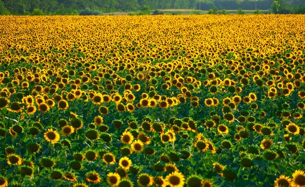 Girasole Campo Luminoso Con Fiori Gialli Bellissimo Paesaggio Estivo — Foto Stock