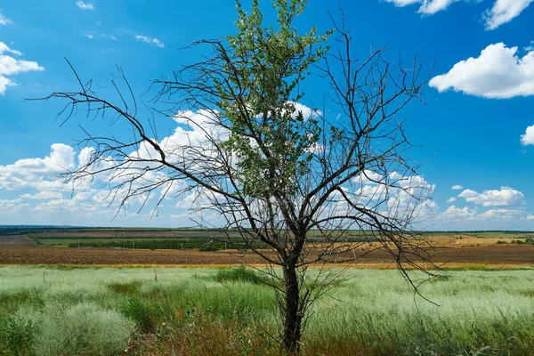 Vackert Sommarlandskap Med Gräs Och Torrt Träd — Stockfoto